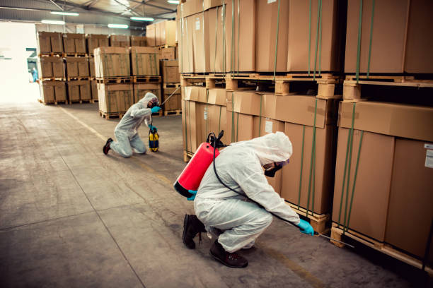 Best Termite Control Services  in Renton, WA