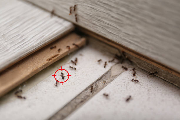 Best Affordable Pest Control Services  in Renton, WA