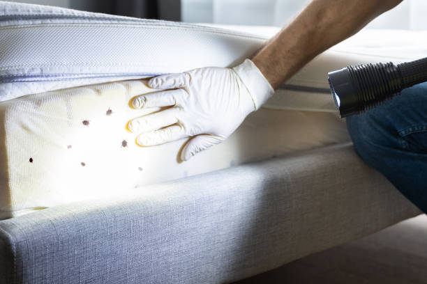 Pest Control for Restaurants in Renton, WA
