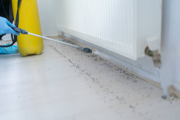 Best Bed Bug Extermination  in Renton, WA