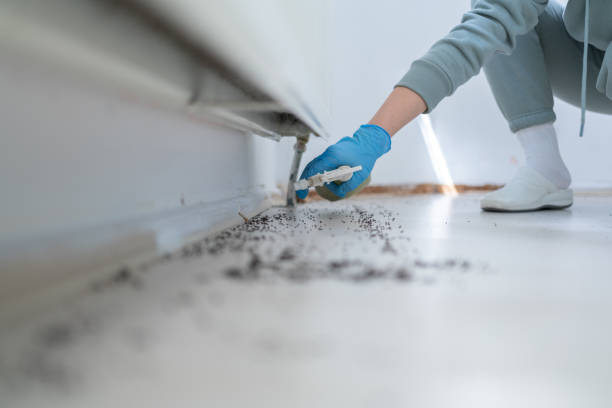 Best Spider Control Near Me  in Renton, WA