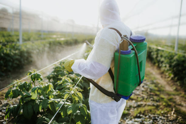 Best Flea Control Services  in Renton, WA